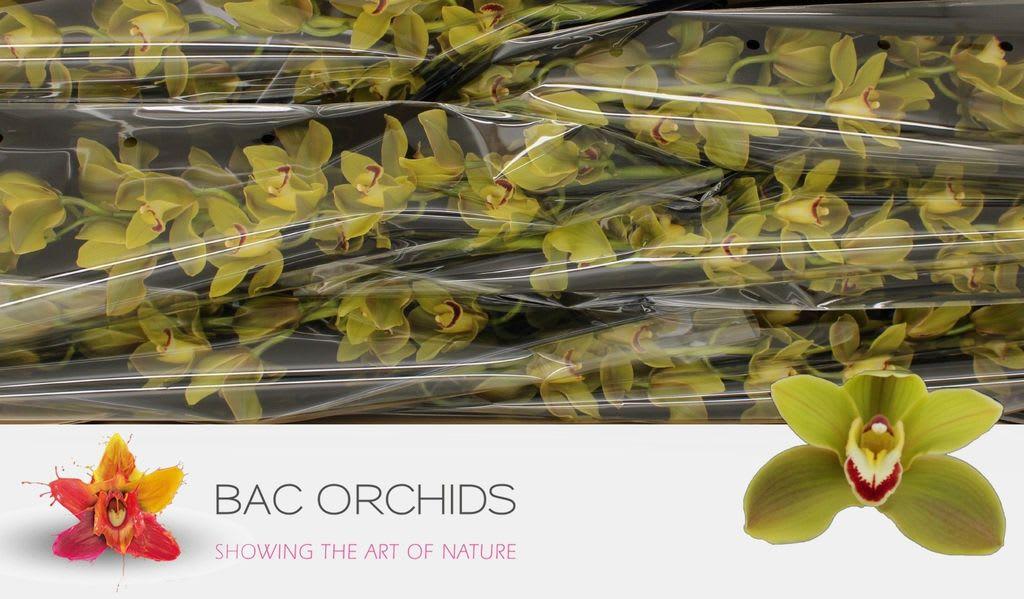 Срезанные цветы оптом Cymbidium green jungle trail от 6шт.. из Голландии с доставкой по России