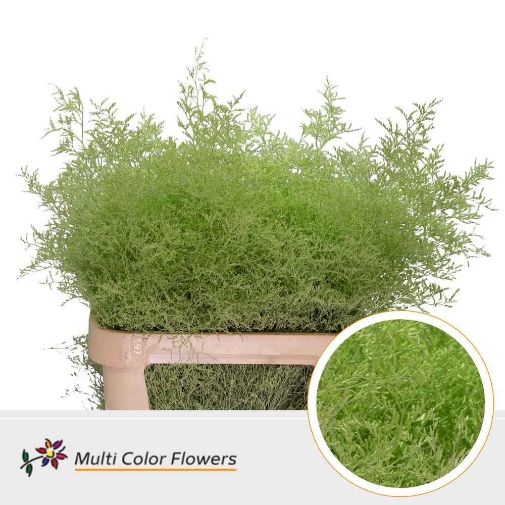 Срезанные цветы оптом Limonium paint mint green от 25шт из Голландии с доставкой по России