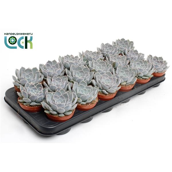 Горшечные цветы и растения оптом Echeveria Lotus от 18шт (для телеги) из Голландии с доставкой по России