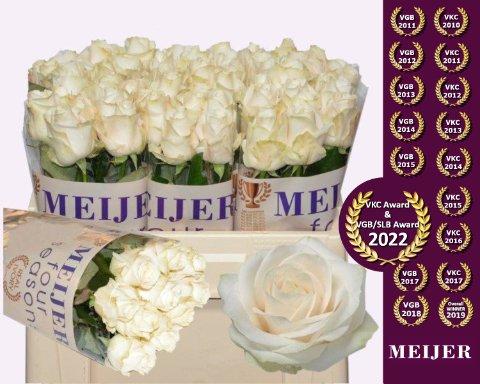 Срезанные цветы оптом Rosa large four seasons+ от 60шт из Голландии с доставкой по России