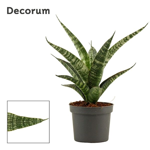 Горшечные цветы и растения оптом Sansevieria Tiger Crown (decorum) от 18шт из Голландии с доставкой по России