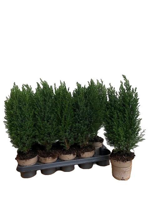 Горшечные цветы и растения оптом Cham L Ellwoodii Groen от 10шт из Голландии с доставкой по России