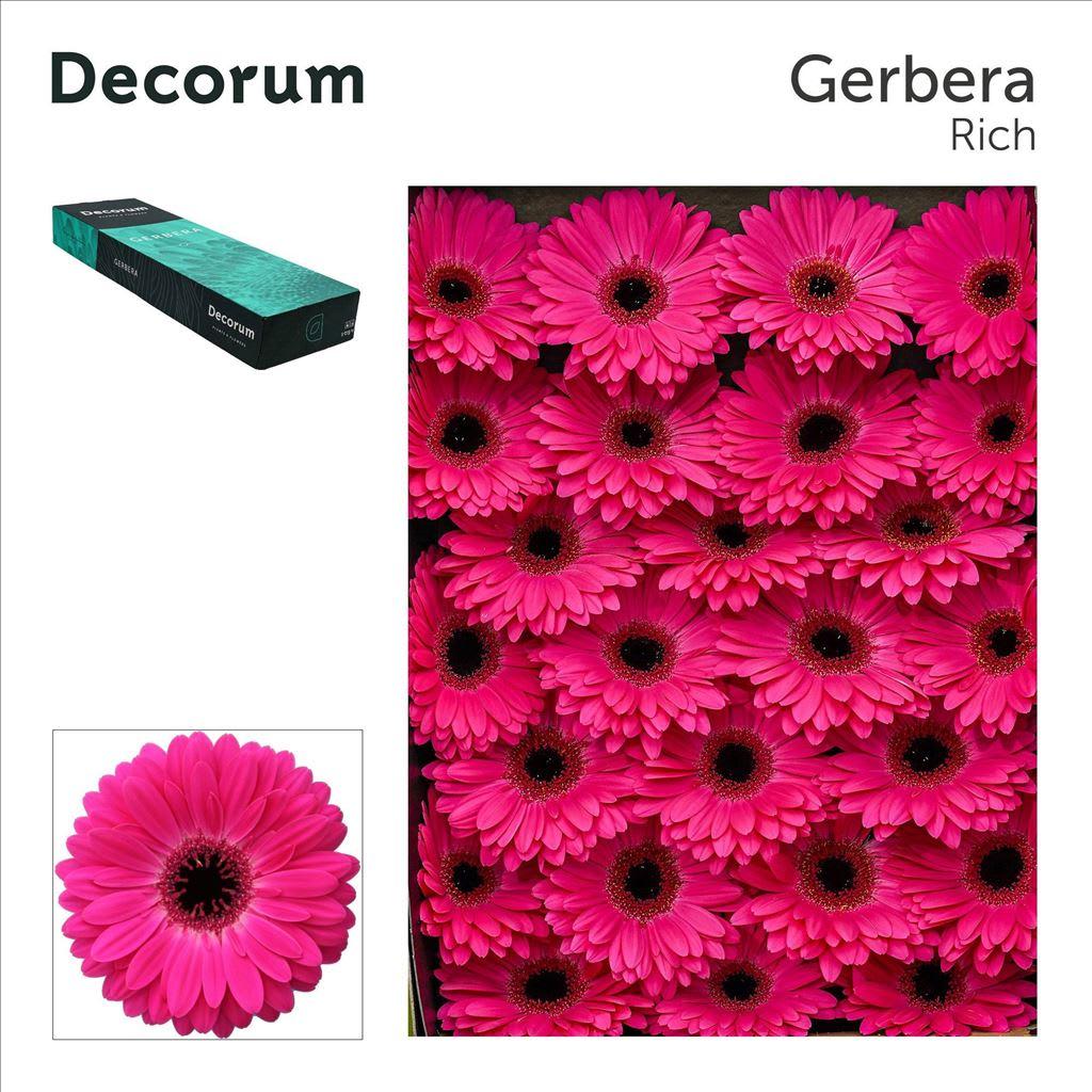 Срезанные цветы оптом Gerbera marilu от 50шт из Голландии с доставкой по России