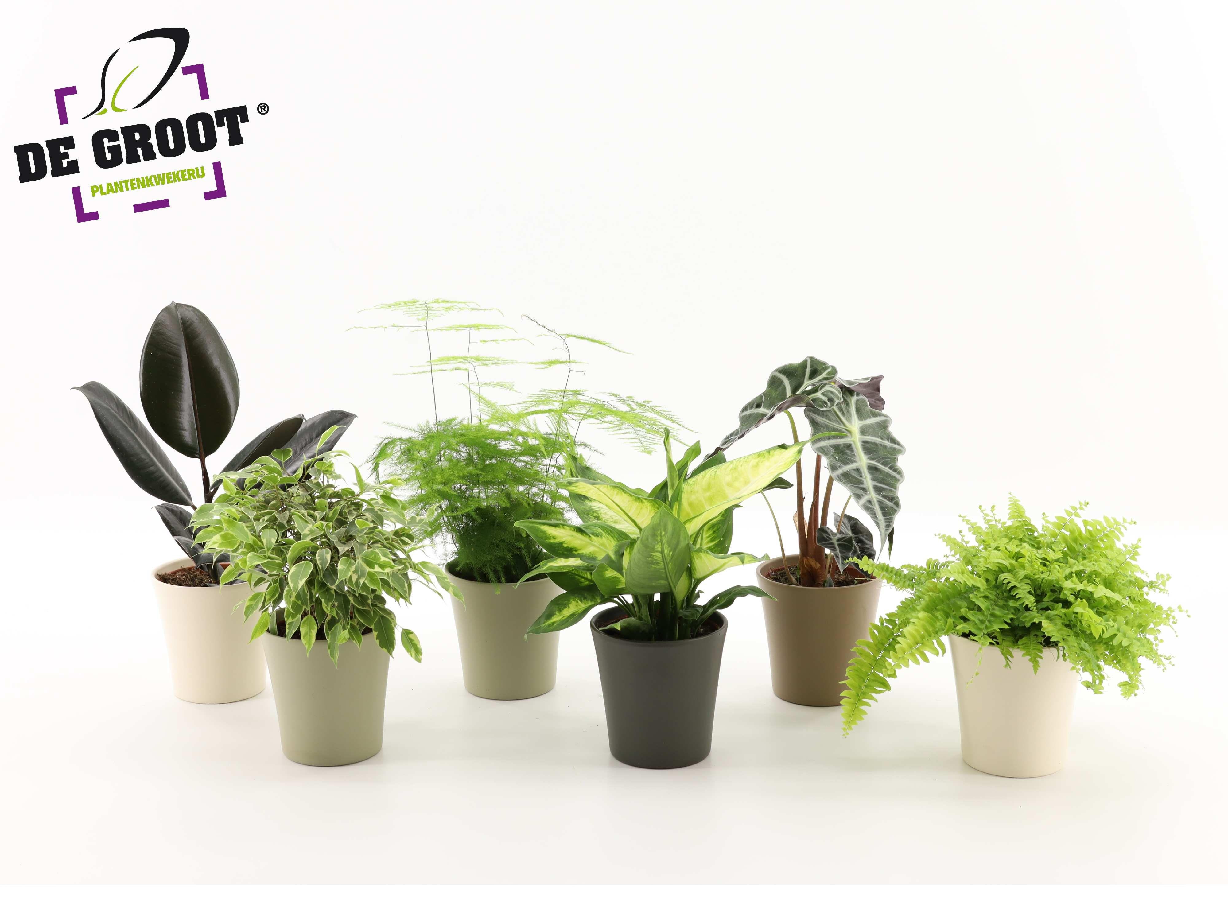 Горшечные цветы и растения оптом Plant Mix In Ceramic от 6шт из Голландии с доставкой по России