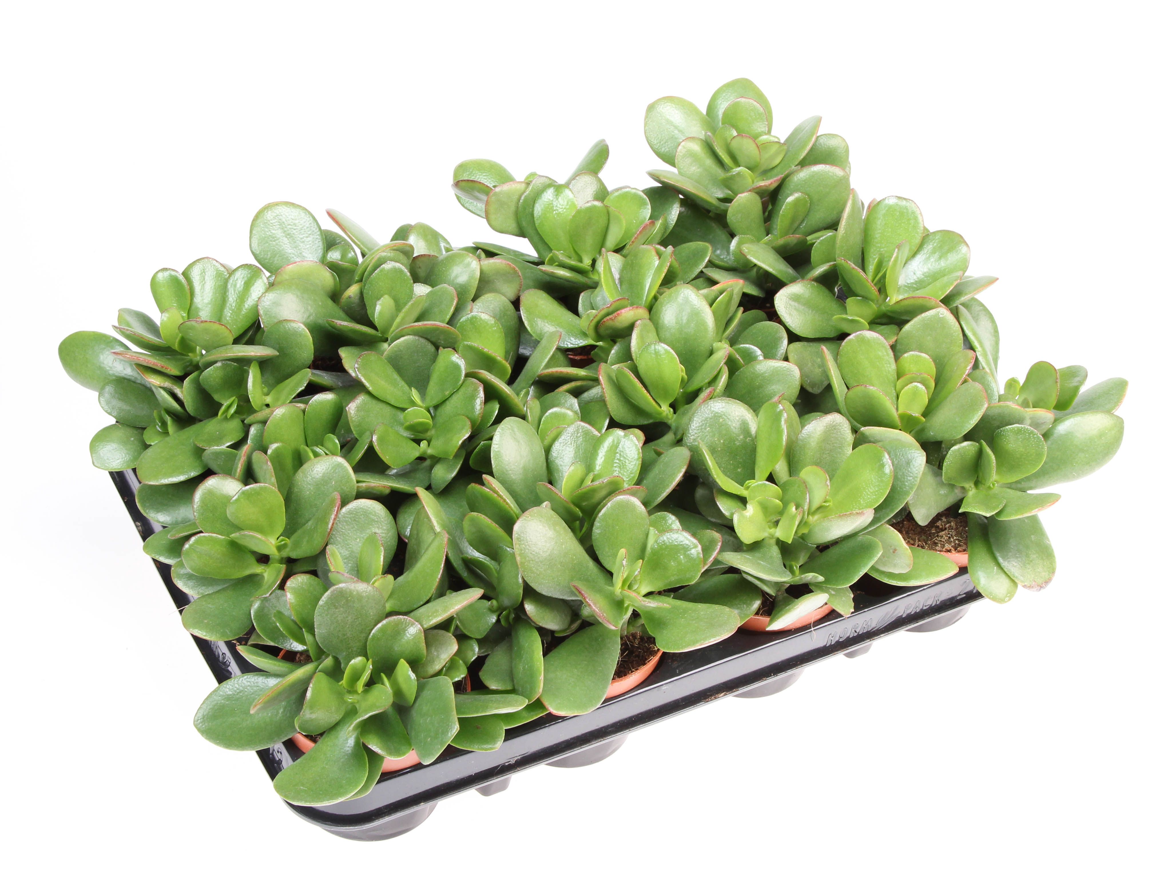 Горшечные цветы и растения оптом Crassula Ovata от 12шт (для телеги) из Голландии с доставкой по России Горшечные цветы и растения оптом Crassula Ovata от 12шт (для телеги) из Голландии с доставкой по России