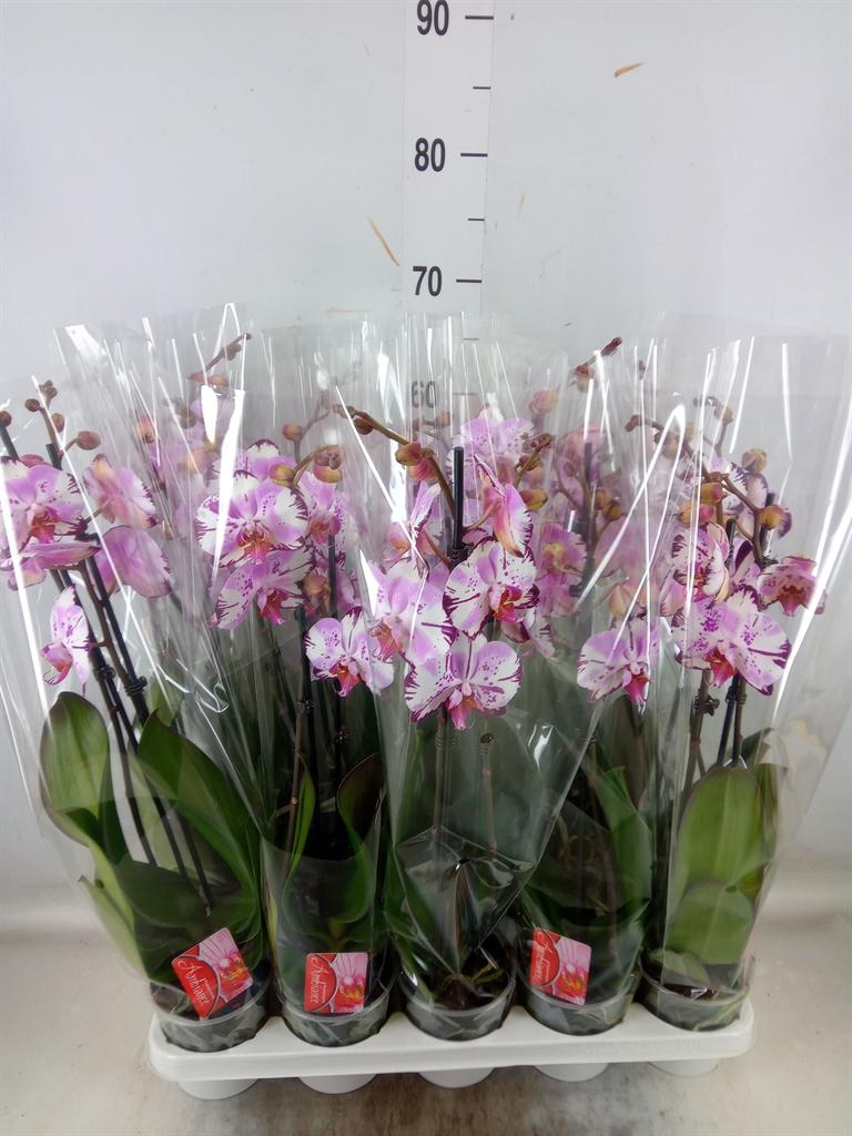 Горшечные цветы и растения оптом Phal 1st Magic Art 9+ (konst) от 10шт из Голландии с доставкой по России