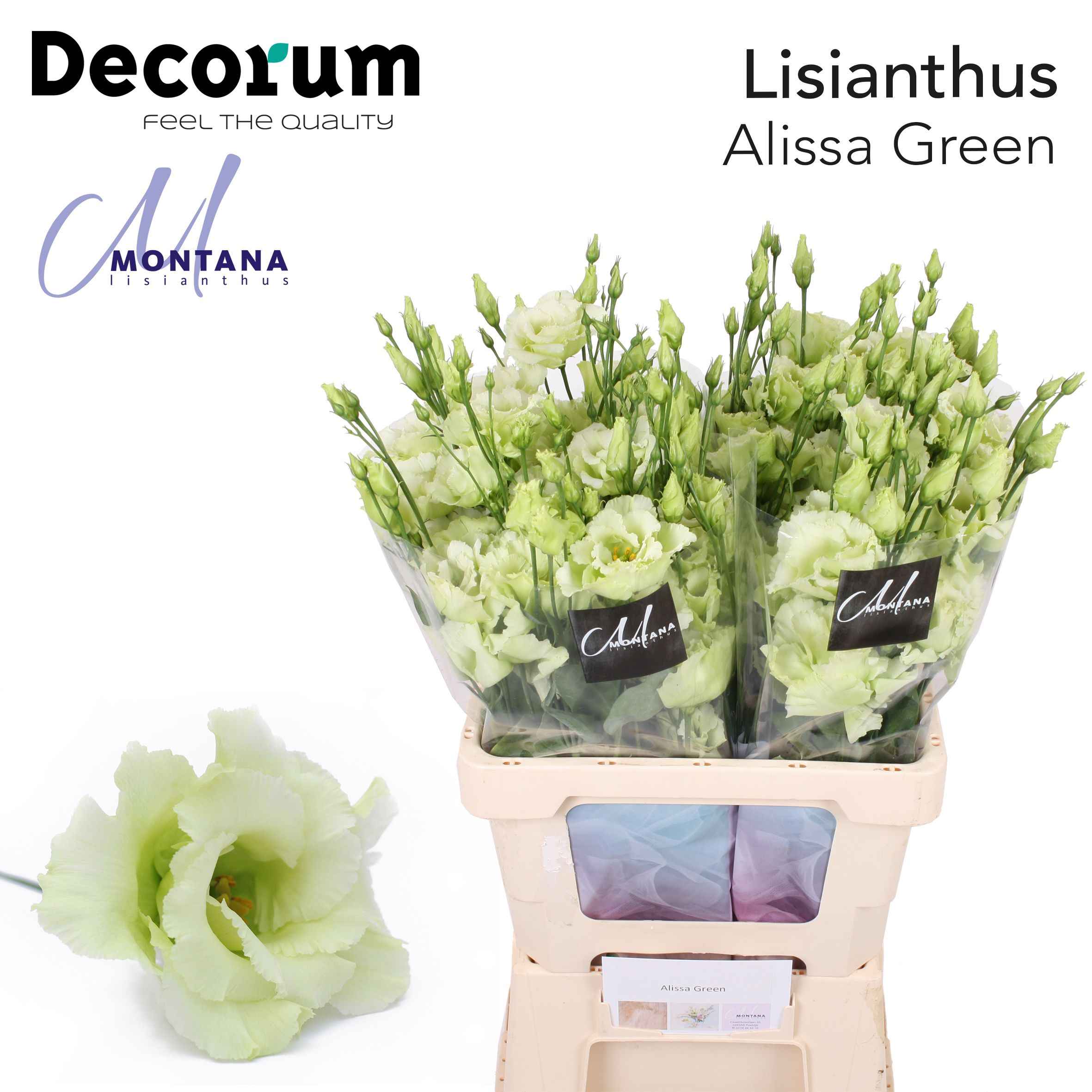Срезанные цветы оптом Lisianthus do alissa green от 20шт из Голландии с доставкой по России