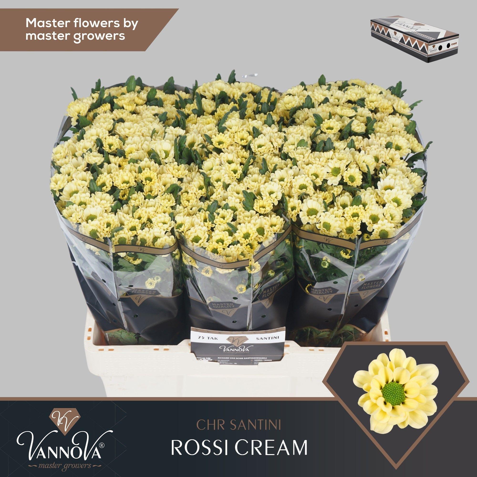 Срезанные цветы оптом Chrys sa rossi cream от 225шт из Голландии с доставкой по России