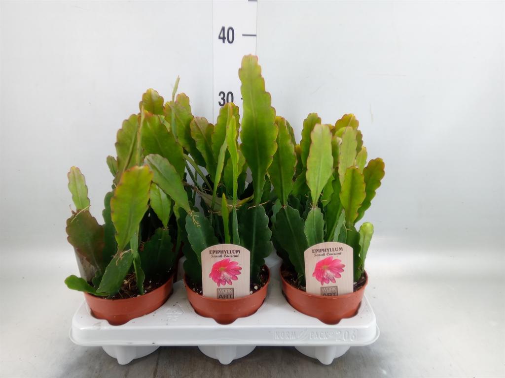 Горшечные цветы и растения оптом Epiphyllum   ... от 6шт из Голландии с доставкой по России