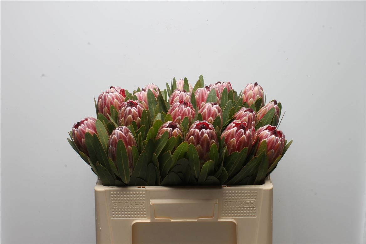 Срезанные цветы оптом Protea pink ice от 1шт из Голландии с доставкой по России