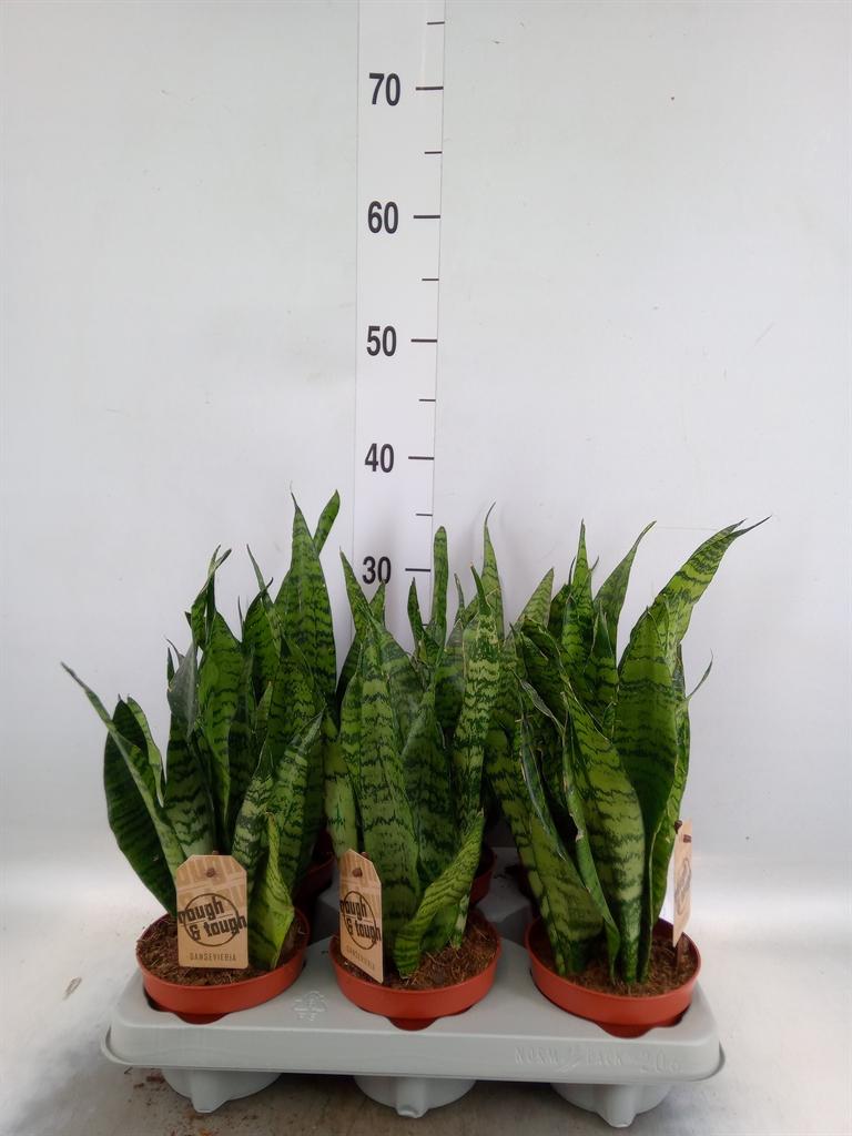 Горшечные цветы и растения оптом Sansevieria Zeylanica от 6шт из Голландии с доставкой по России