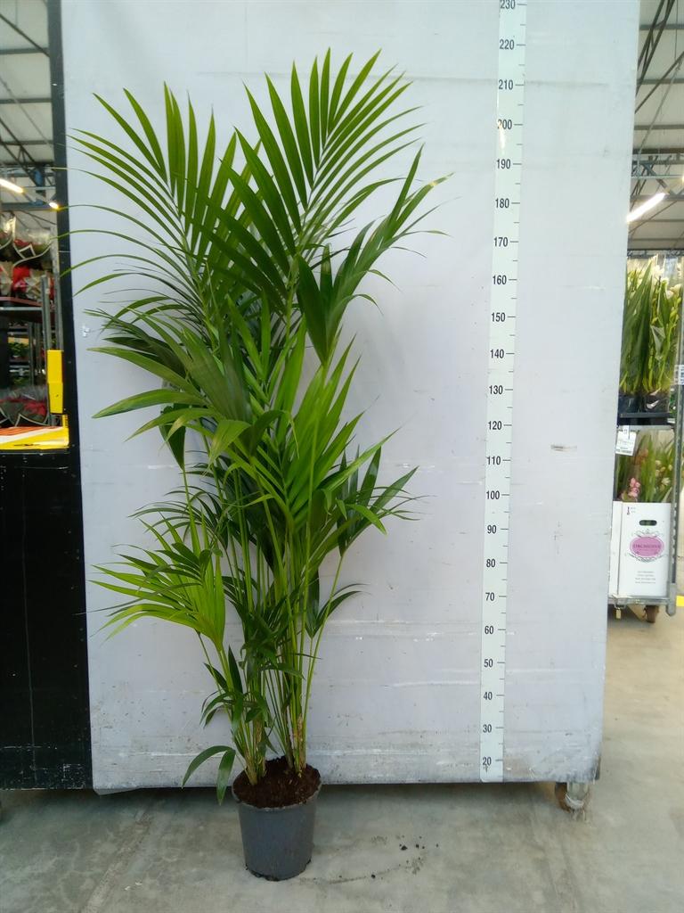 Горшечные цветы и растения оптом Howea Forsteriana 4+ от 1шт из Голландии с доставкой по России