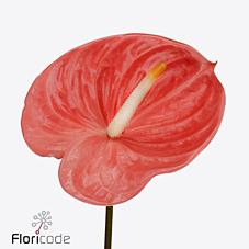 Срезанные цветы оптом Anthurium farao от 40шт из Голландии с доставкой по России