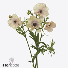 Срезанные цветы оптом Ranunculus butterfly hestia от 40шт из Голландии с доставкой по России