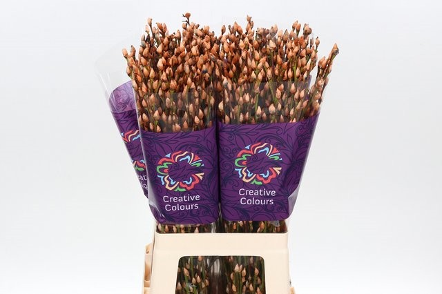 Срезанные цветы оптом Salix paint pussy willow salmon от 200шт. из Голландии с доставкой по России