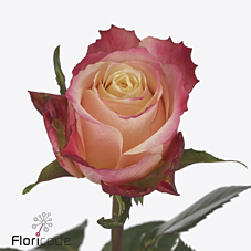 Срезанные цветы оптом Rosa large mai tai от 40шт из Голландии с доставкой по России