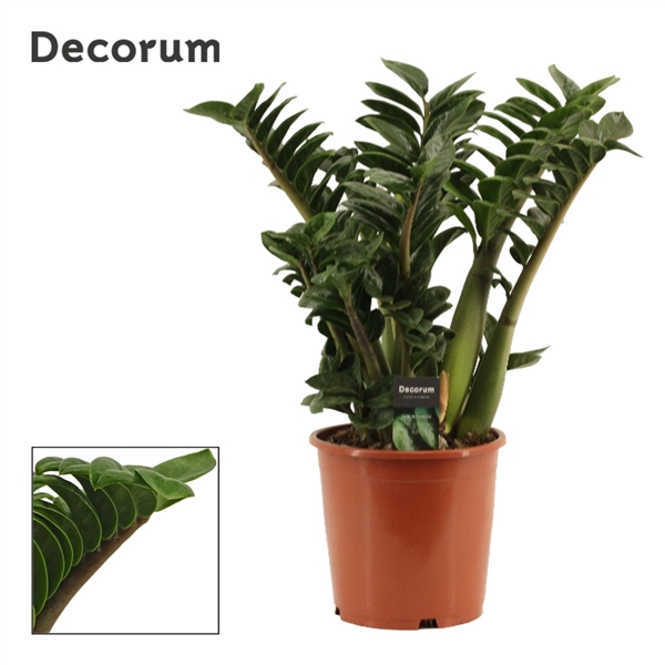 Горшечные цветы и растения оптом Zamioculcas Zenzi 6+(decorum) от 1шт из Голландии с доставкой по России