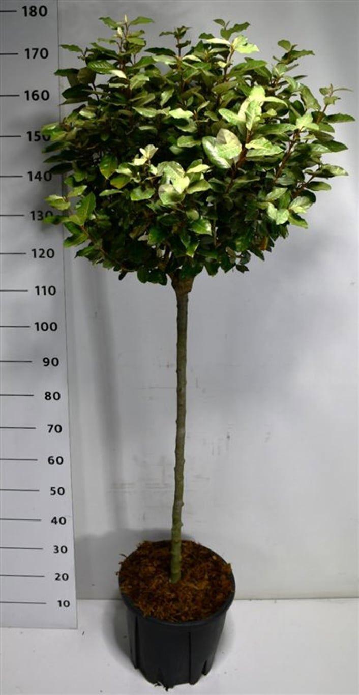 Горшечные цветы и растения оптом Elaeagnus Ebb Compacta On Stem от 1шт из Голландии с доставкой по России