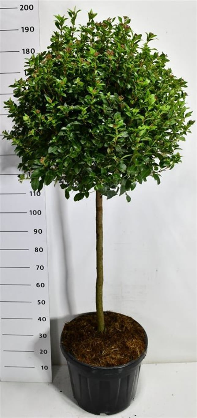 Горшечные цветы и растения оптом Viburnum Tin Eve Price On Stem от 1шт из Голландии с доставкой по России