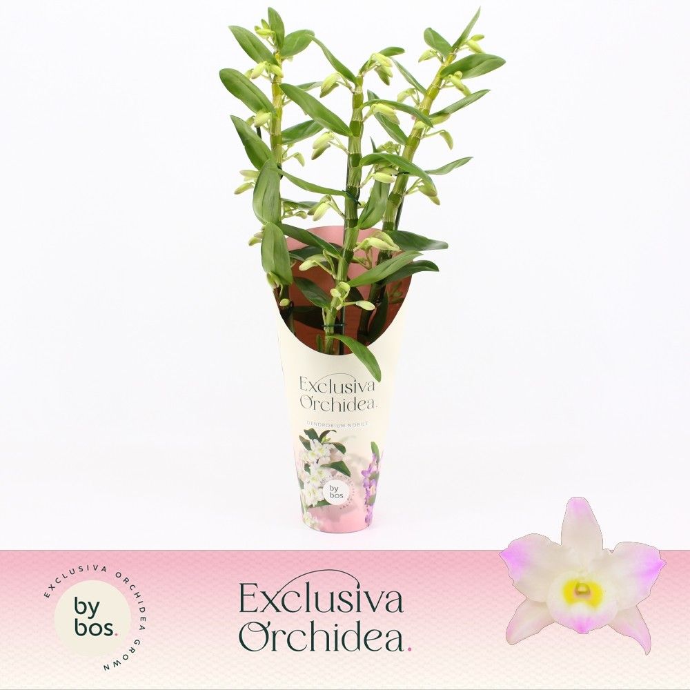 Горшечные цветы и растения оптом Dendr Nob 3st Kumiko Exclusiva Orchidea от 6шт из Голландии с доставкой по России