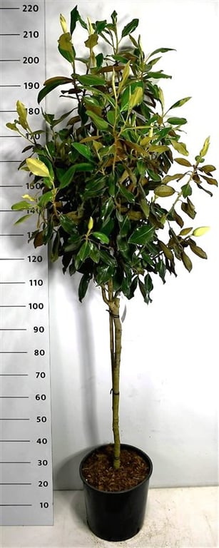 Горшечные цветы и растения оптом Magnolia Grand Little Gem On Stem от 1шт из Голландии с доставкой по России