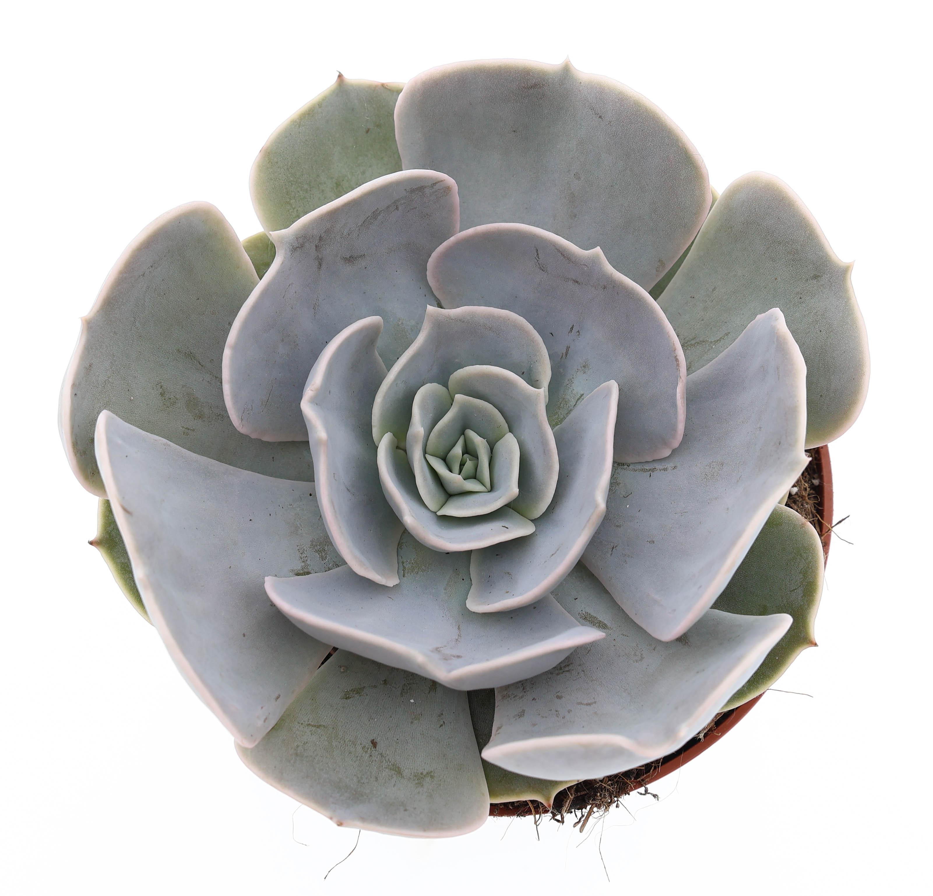 Горшечные цветы и растения оптом Echeveria Pollux от 8шт из Голландии с доставкой по России