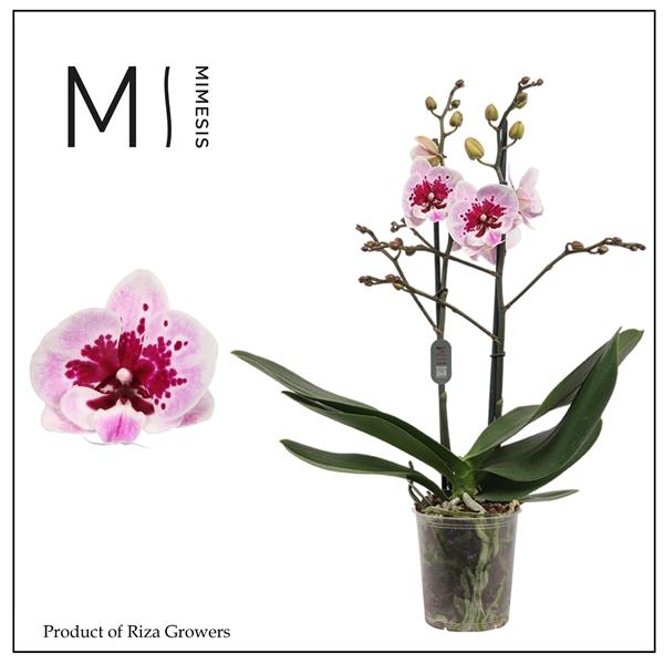 Горшечные цветы и растения оптом Phal 2st Hot Lip 18+ (mimesis) от 10шт из Голландии с доставкой по России