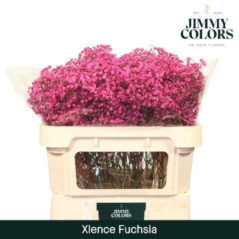 Срезанные цветы оптом Gyps large paint fuchsia от 25шт из Голландии с доставкой по России