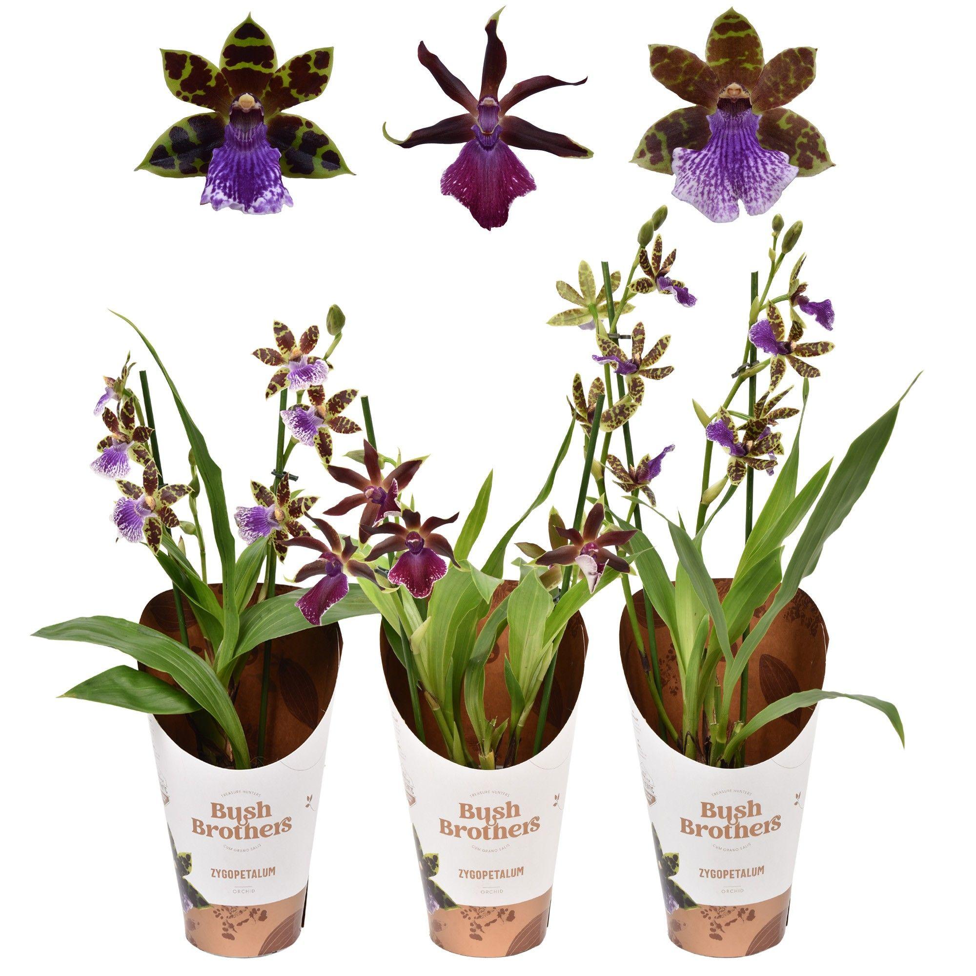 Горшечные цветы и растения оптом Zygopetalum 2st Mix A от 10шт из Голландии с доставкой по России