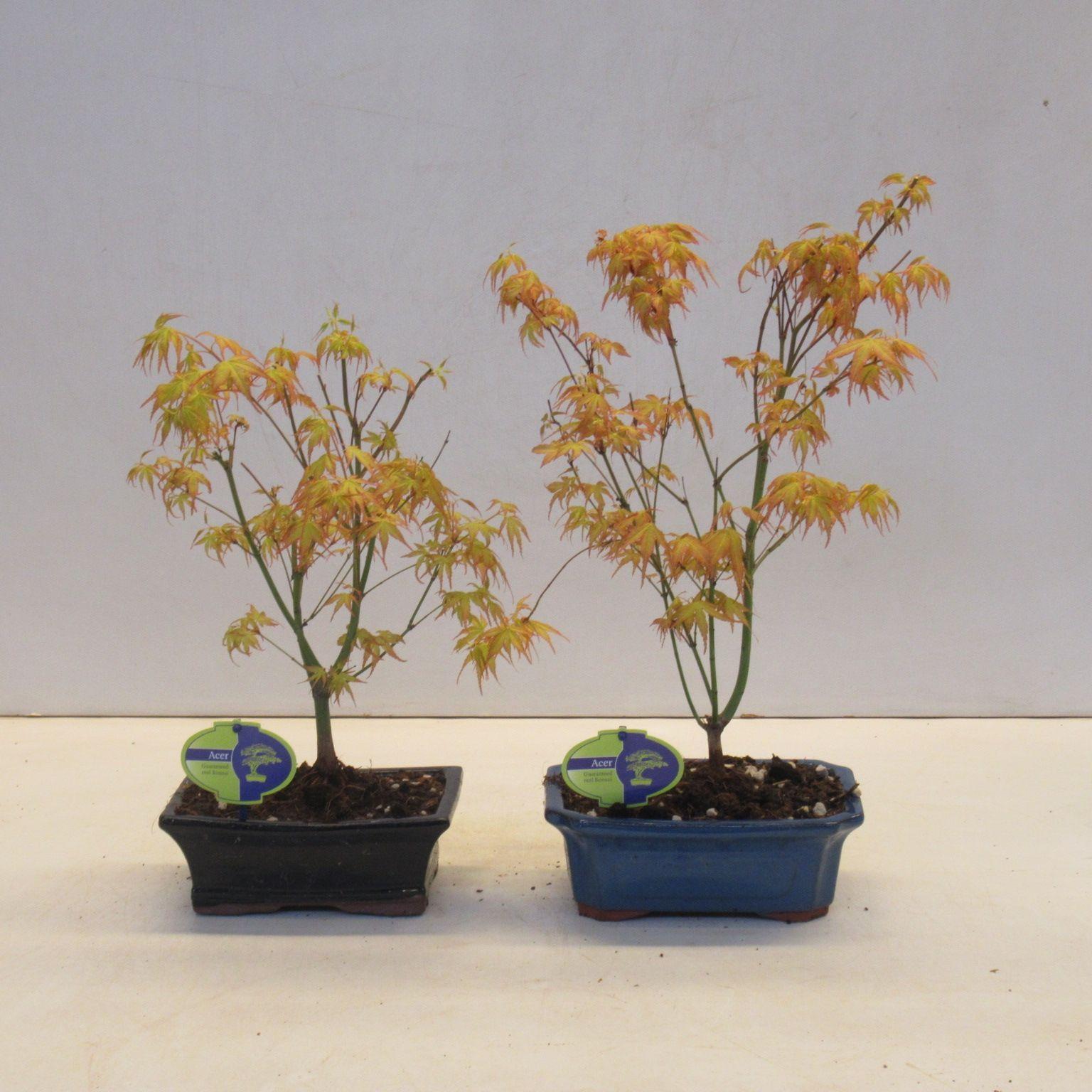 Горшечные цветы и растения оптом Acer Palmatum Katsura от 4шт из Голландии с доставкой по России