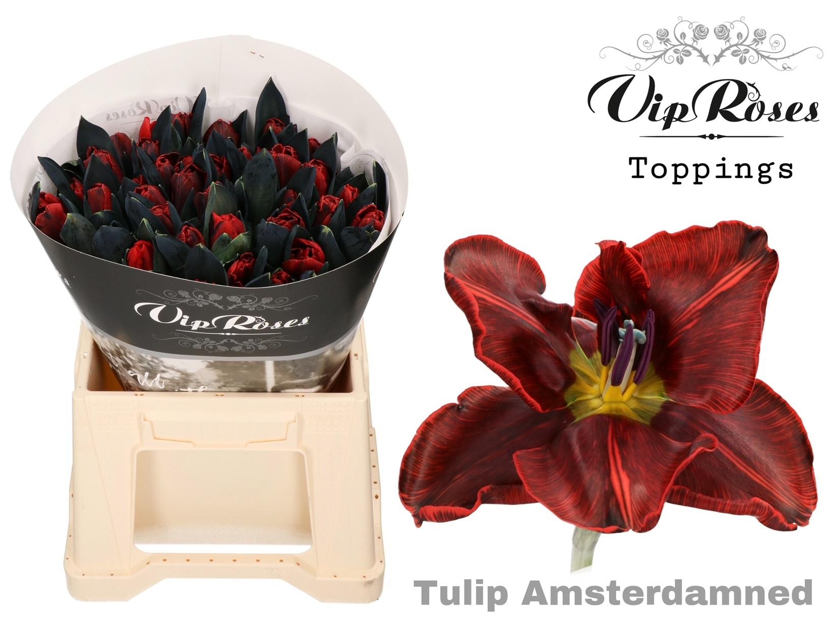 Срезанные цветы оптом Tulipa si paint amsterdamned от 50шт из Голландии с доставкой по России