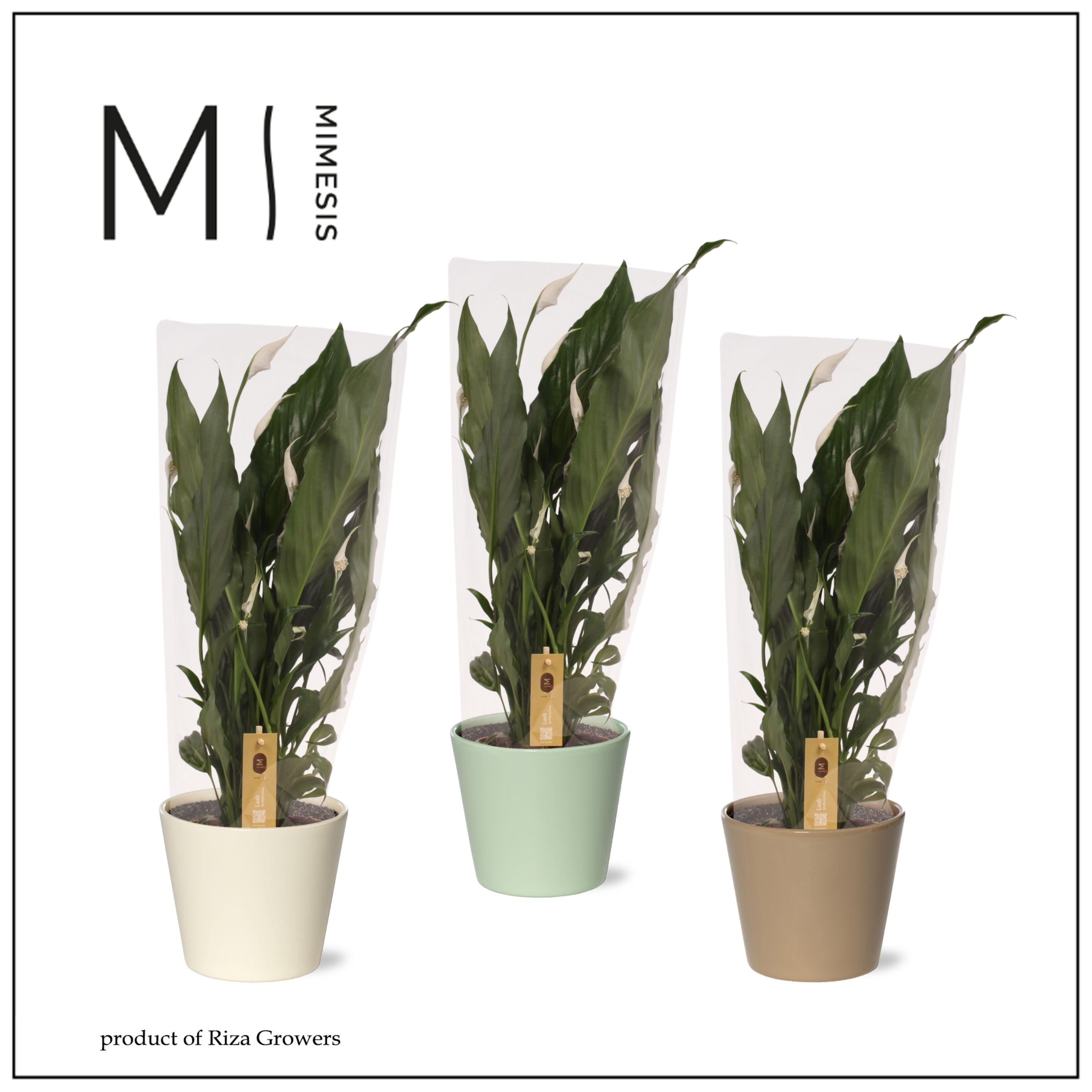 Горшечные цветы и растения оптом Spath Sweet Benito от 6шт из Голландии с доставкой по России