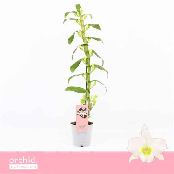 Горшечные цветы и растения оптом Den Nob 1st Apollon Orchid Collection от 10шт из Голландии с доставкой по России