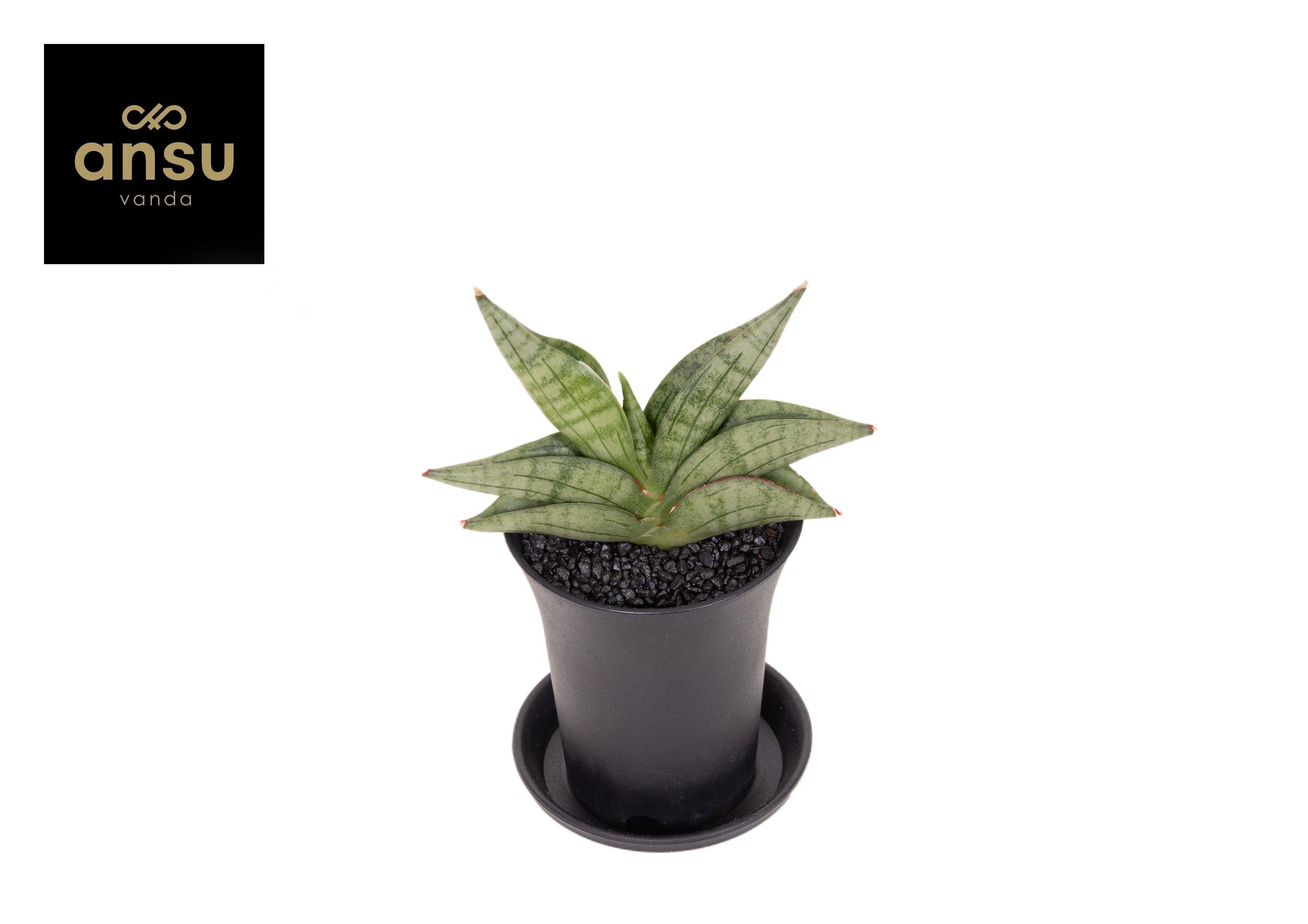 Горшечные цветы и растения оптом Sansevieria Inti Mini от 9шт (для телеги) из Голландии с доставкой по России