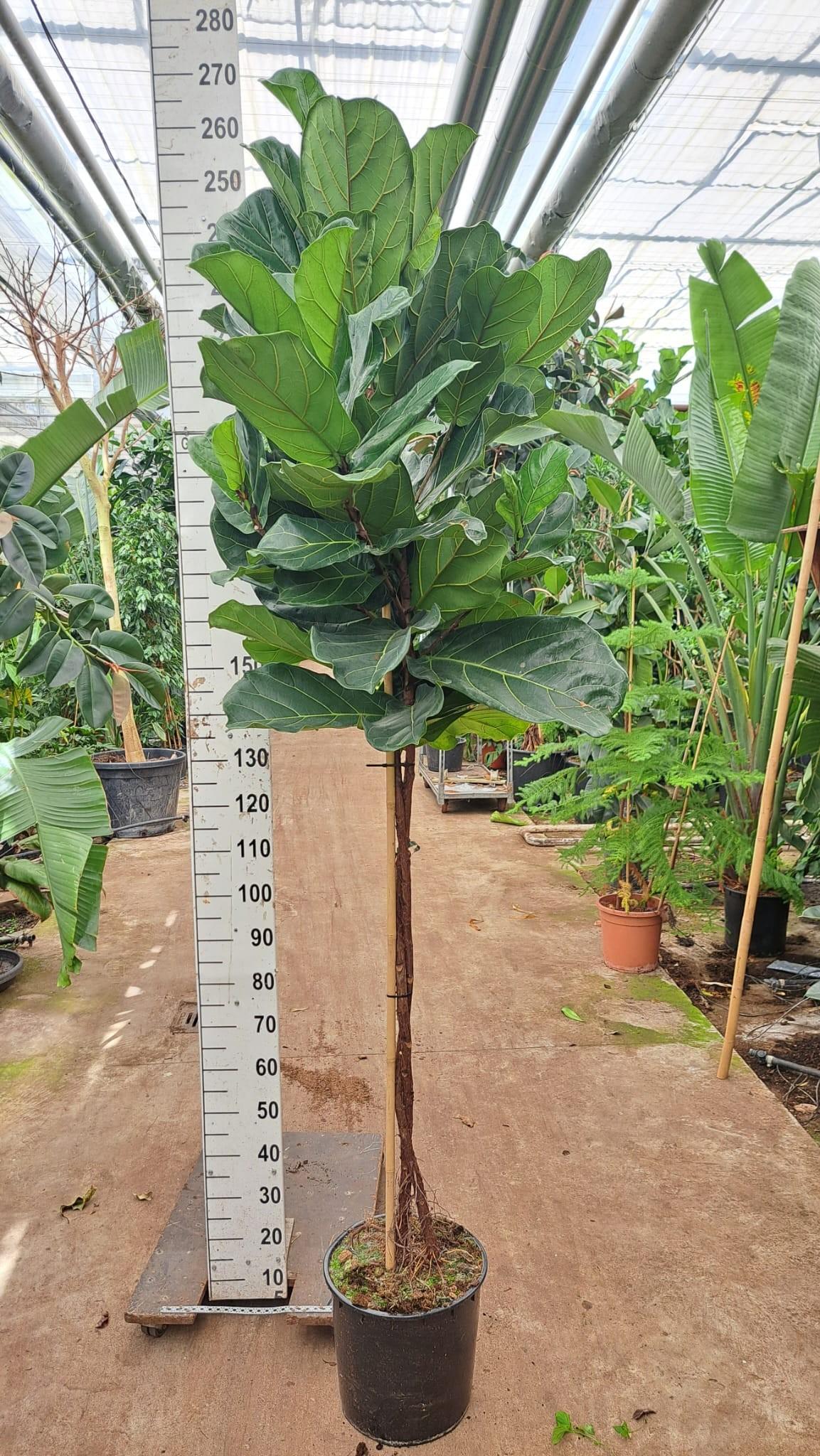 Горшечные цветы и растения оптом Ficus Lyrata On Stem A от 1шт из Голландии с доставкой по России