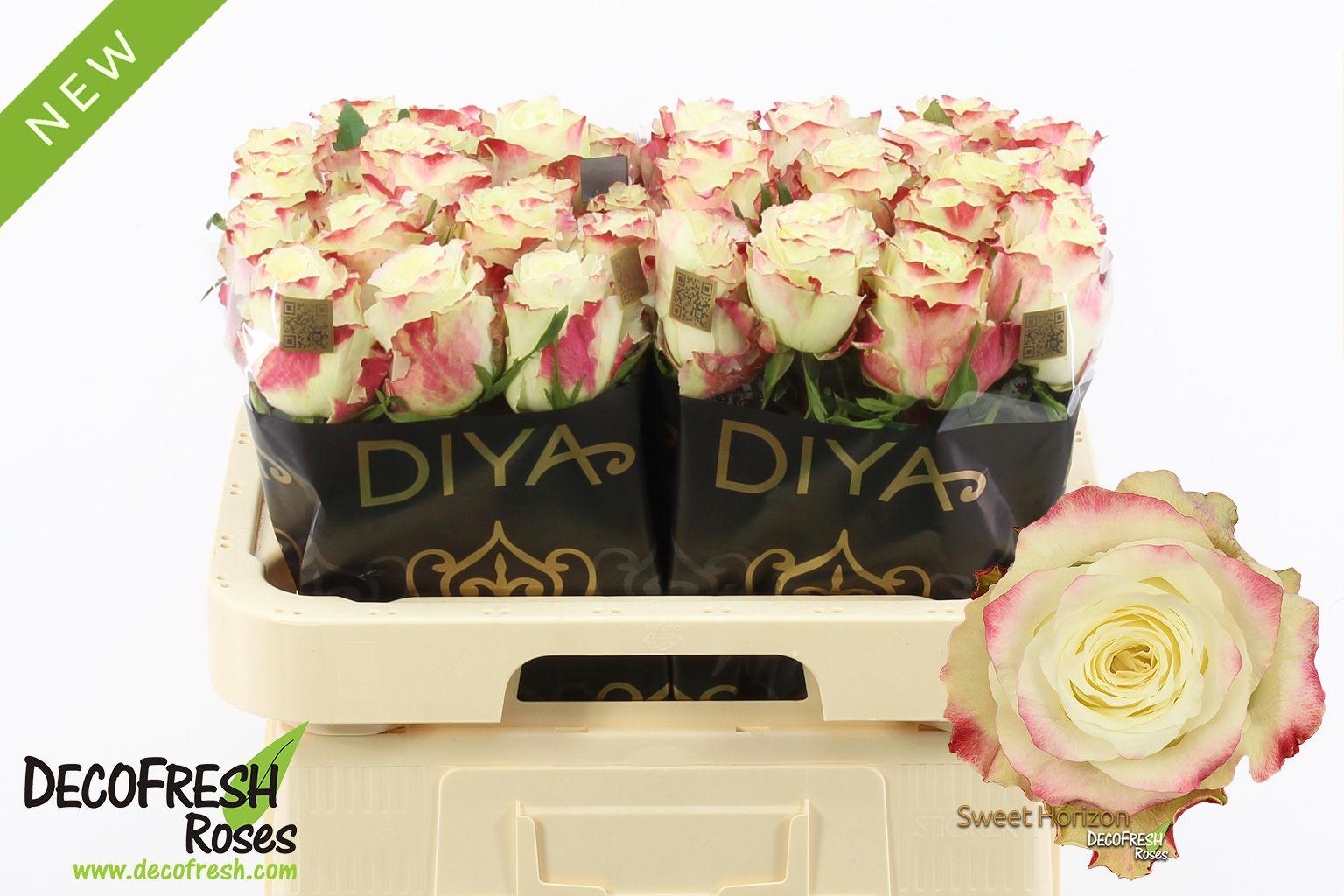 Срезанные цветы оптом Rosa large sweet horizon от 40шт из Голландии с доставкой по России