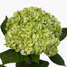 Срезанные цветы оптом Hydrangea maxia classic от 10шт из Голландии с доставкой по России