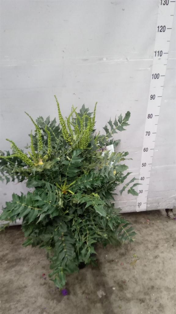 Горшечные цветы и растения оптом Mahonia Media winter Sun от 1шт из Голландии с доставкой по России
