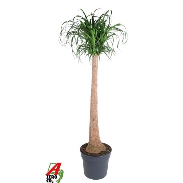 Горшечные цветы и растения оптом Beaucarnea Stam от 1шт из Голландии с доставкой по России