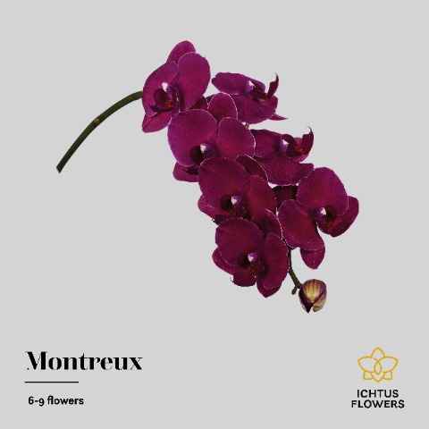 Срезанные цветы оптом Phalaenopsis montreux (per stem) от 6шт. из Голландии с доставкой по России