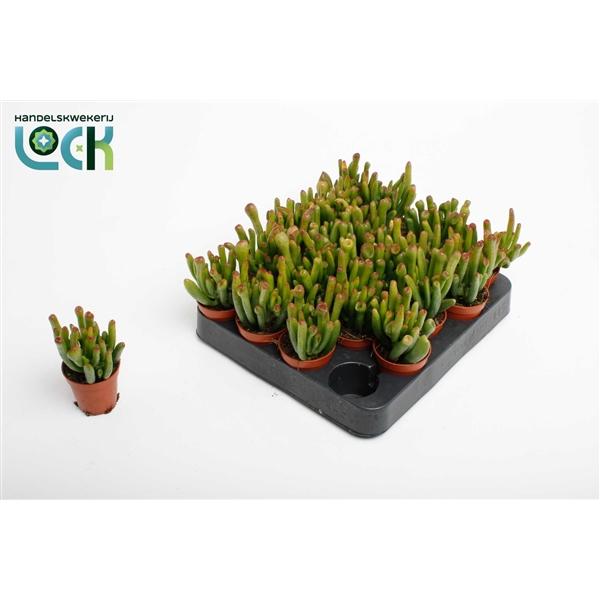 Горшечные цветы и растения оптом Crassula Horn Tree от 20шт (для телеги) из Голландии с доставкой по России