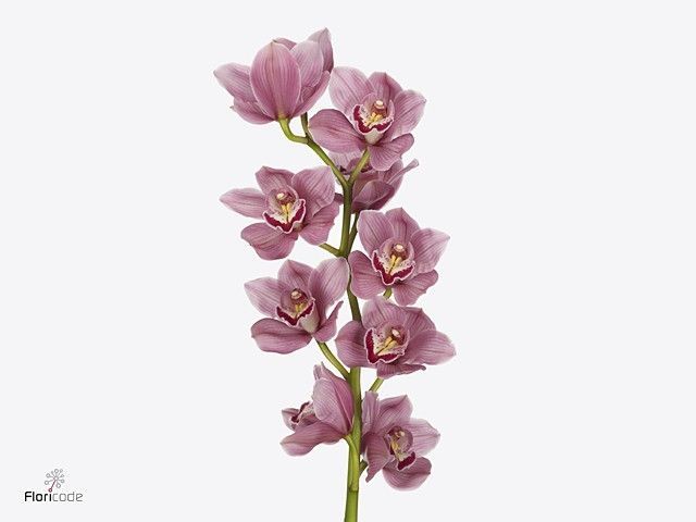 Срезанные цветы оптом Cymbidium pink hms rosann от 8шт. из Голландии с доставкой по России