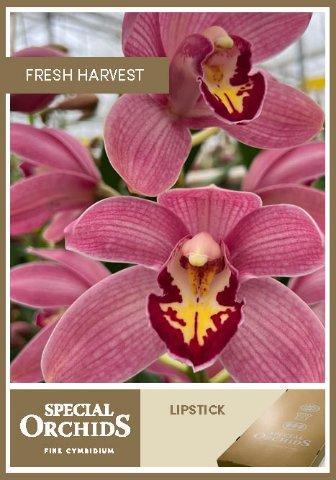 Срезанные цветы оптом Cymbidium pink lipstick от 10шт. из Голландии с доставкой по России