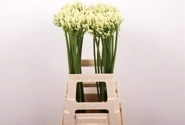 Срезанные цветы оптом Agapanthus gletsjer от 60шт. из Голландии с доставкой по России
