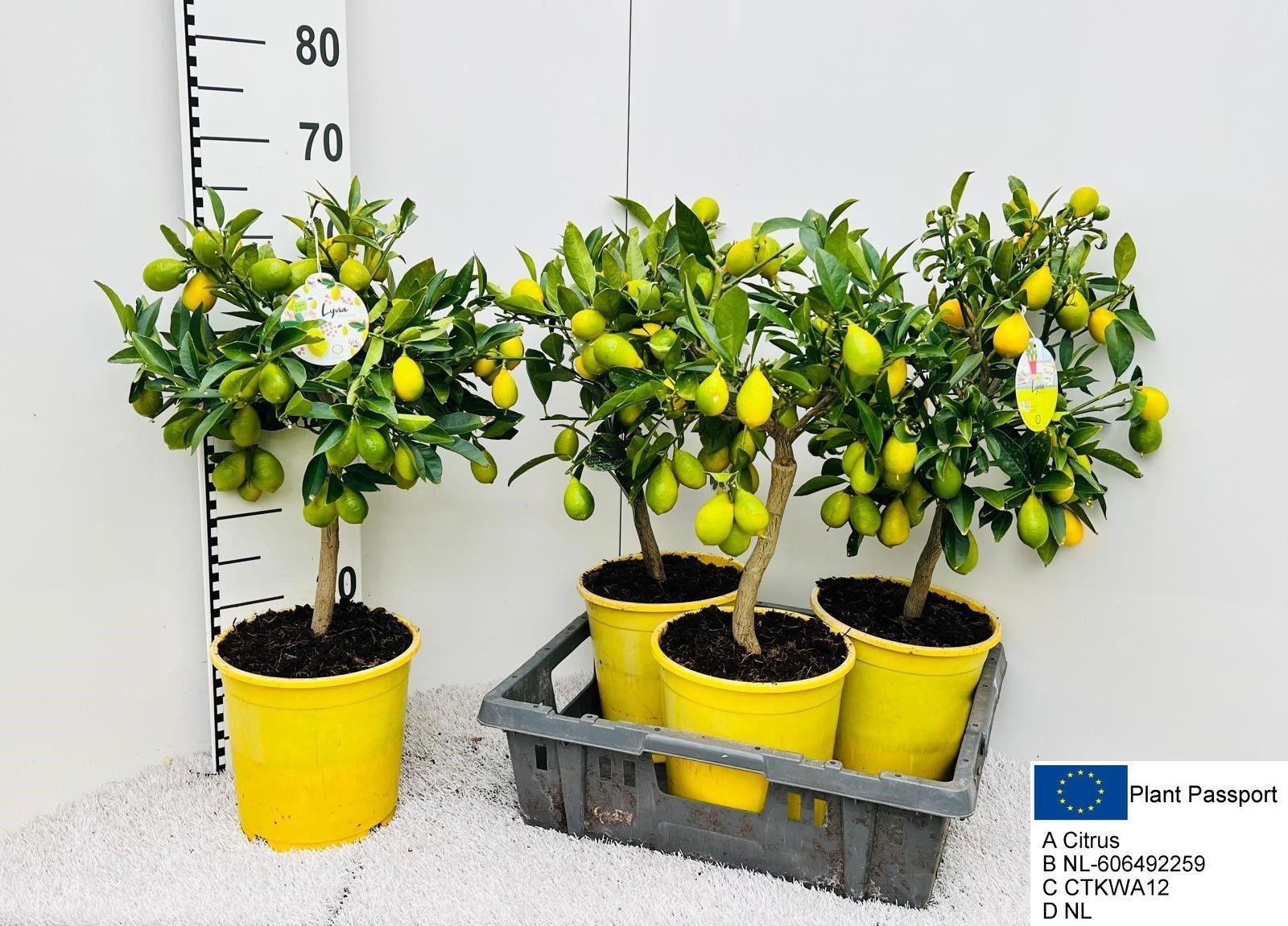 Горшечные цветы и растения оптом Citrus Limequat On Stem 10+ от 3шт (для телеги) из Голландии с доставкой по России