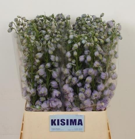 Срезанные цветы оптом Delphinium do white от 30шт из Голландии с доставкой по России