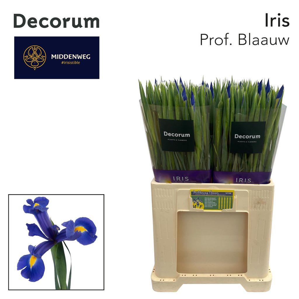 Срезанные цветы оптом Iris prof blaauw от 200шт из Голландии с доставкой по России