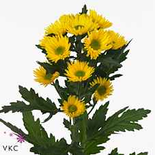 Срезанные цветы оптом Chrys sp korona от 80шт. из Голландии с доставкой по России