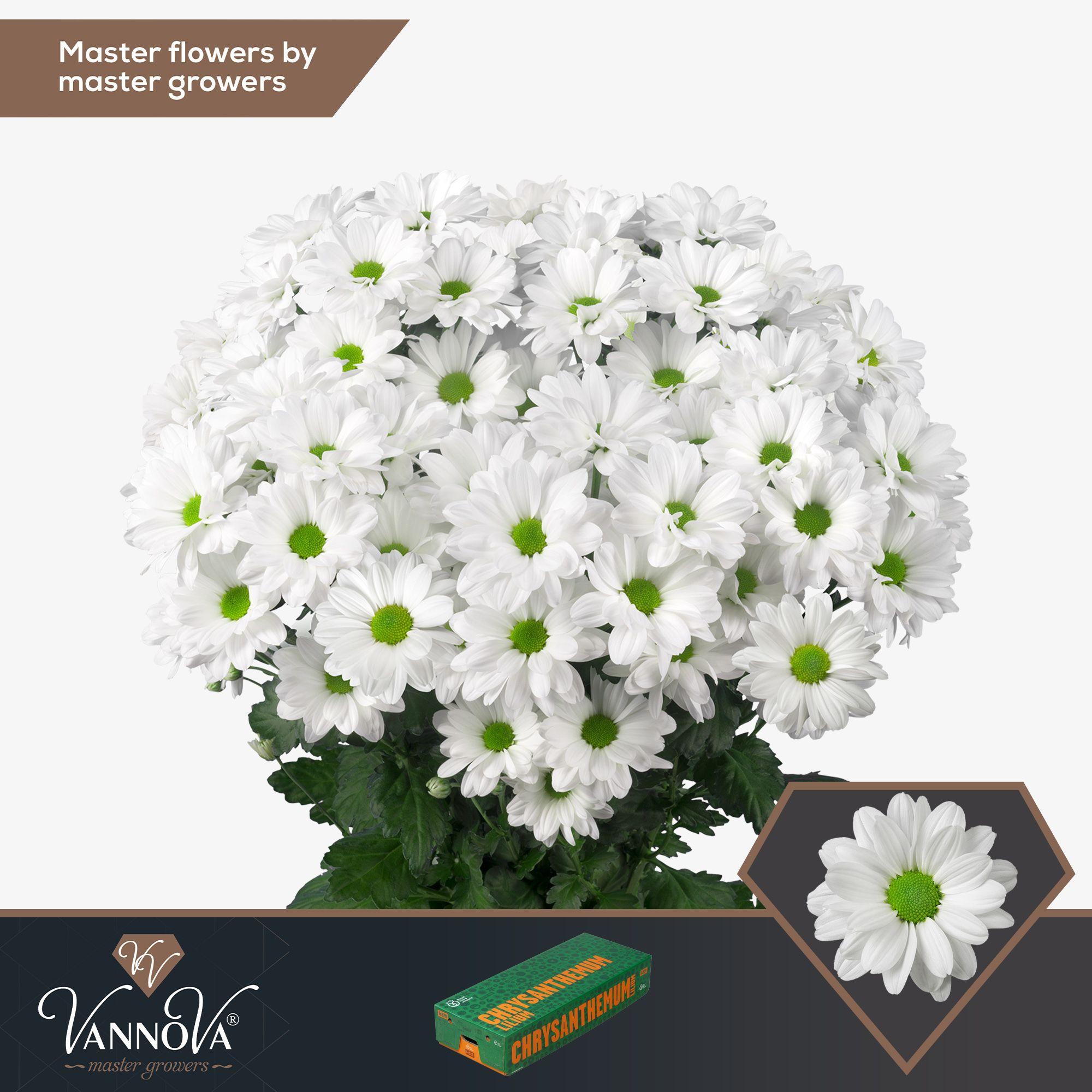 Срезанные цветы оптом Chrys sp kennedy от 160шт. из Голландии с доставкой по России