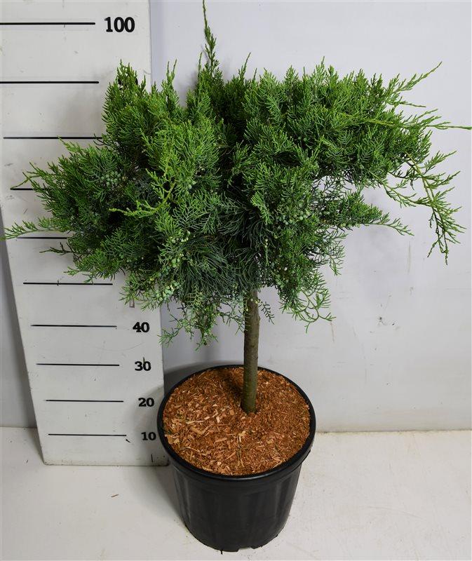 Горшечные цветы и растения оптом Juniperus Virg Grey Owl On Stem от 1шт из Голландии с доставкой по России